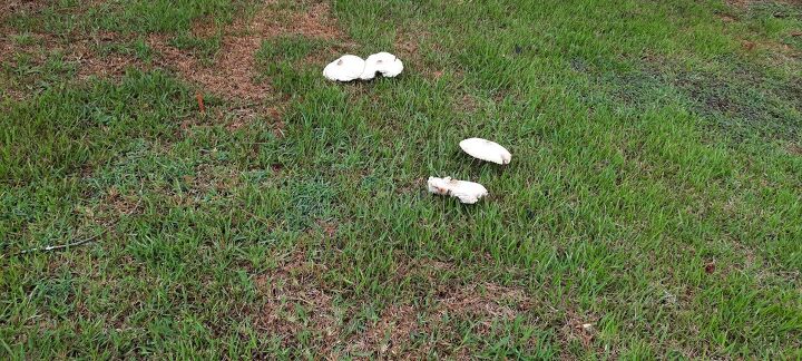 q how do i kill mushroomsin my yard