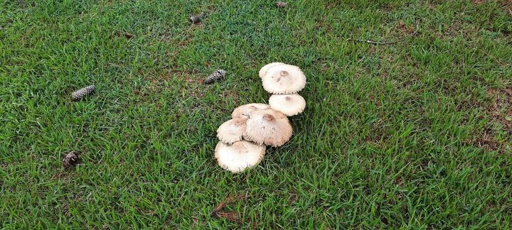 q how do i kill mushroomsin my yard