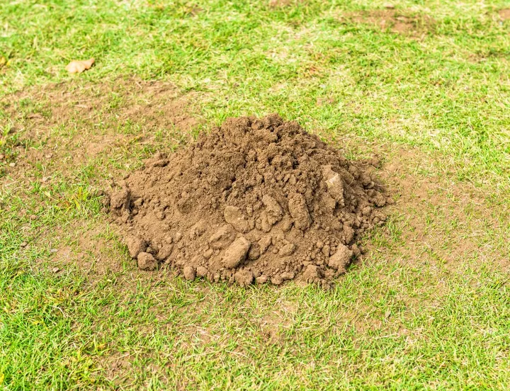how to identify and get rid of moles in your yard, signs of moles in your yard