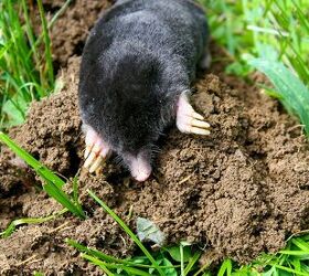 Cómo identificar y deshacerse de los topos en su jardín