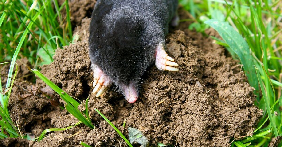 How to Get Rid of Moles in Your Yard Easily (Top 9 Methods)