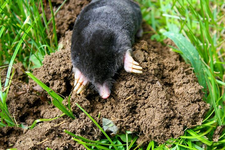 how to identify and get rid of moles in your yard, how to get rid of moles