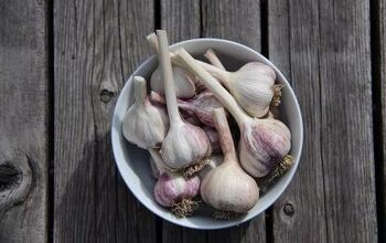 How to Grow Flavorful Garlic in Your Backyard Garden