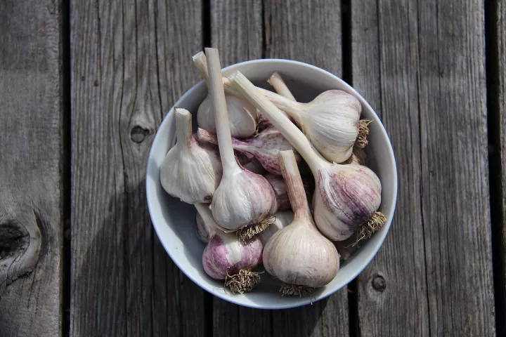 how to grow flavorful garlic in your backyard garden, How to grow garlic