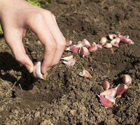 how to grow flavorful garlic in your backyard garden, How to plant garlic