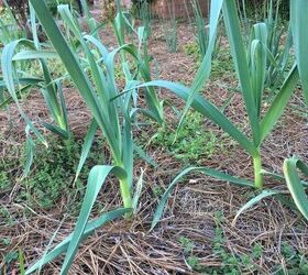 how to grow flavorful garlic in your backyard garden, How to care for garlic