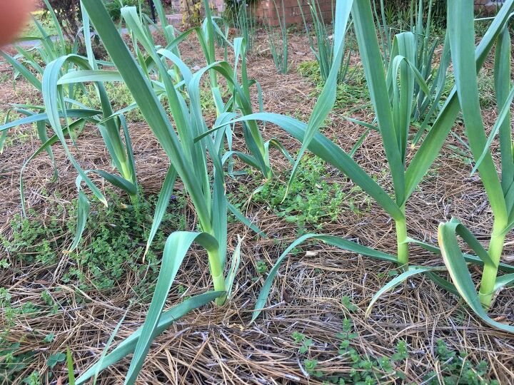 how to grow flavorful garlic in your backyard garden, How to care for garlic