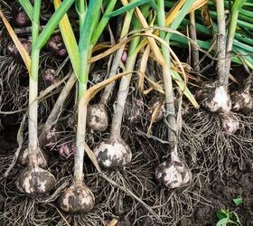 how to grow flavorful garlic in your backyard garden, How to harvest garlic