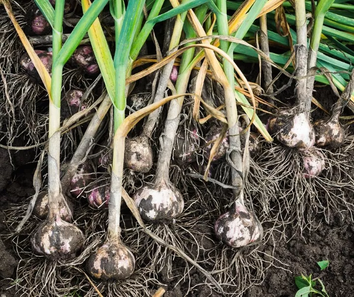 how to grow flavorful garlic in your backyard garden, How to harvest garlic