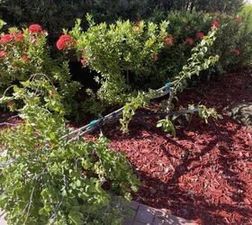 How do I replant my bougainvillea topiary that broke off?