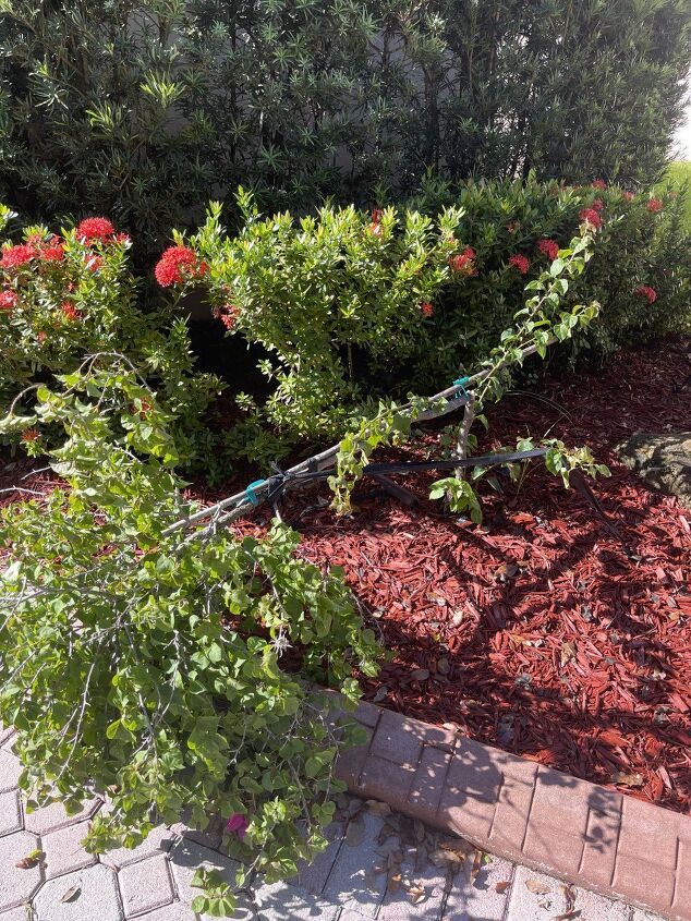 how do i replant my bougainvillea topiary that broke off
