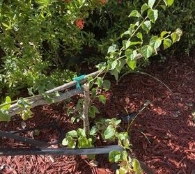 how do i replant my bougainvillea topiary that broke off