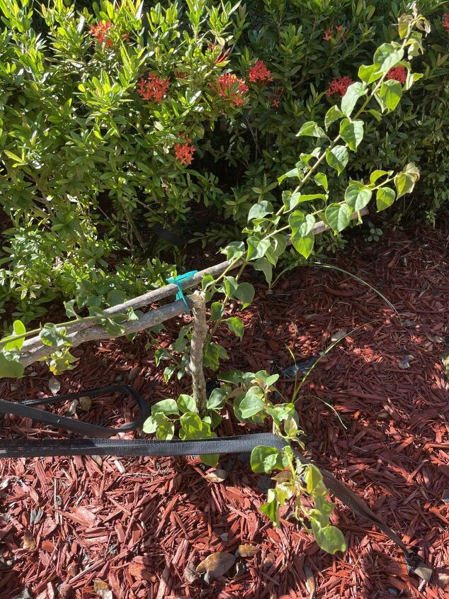 q how do i replant my bougainvillea topiary that broke off