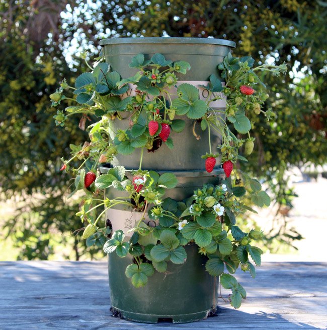 everything you need to know about growing strawberries in pots, DIY strawberry pot