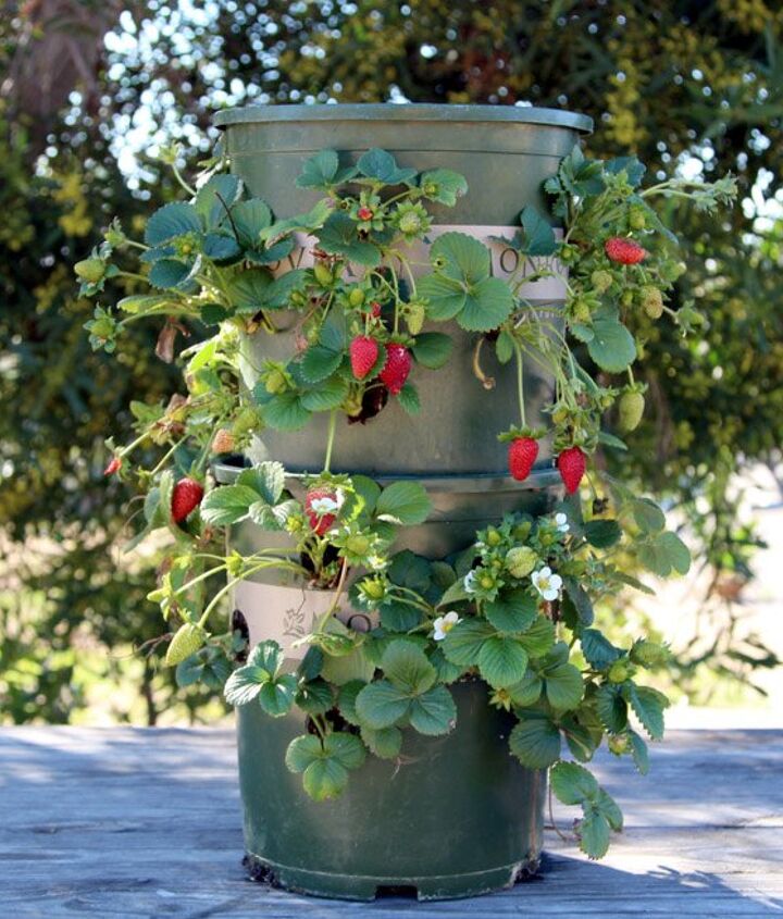 https://cdn-fastly.hometalk.com/media/2021/09/24/7810940/how-to-grow-strawberries-in-pots.jpg?nocrop=1&size=720x845