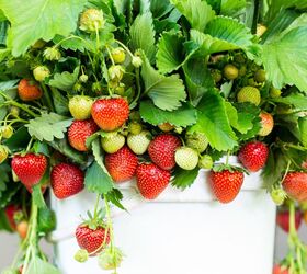 everything you need to know about growing strawberries in pots, how to grow strawberries