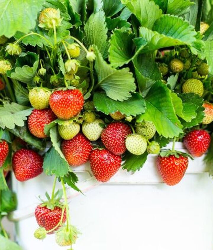 https://cdn-fastly.hometalk.com/media/2021/09/24/7810962/how-to-grow-strawberries-in-pots.jpg?nocrop=1&size=720x845