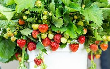 Todo lo que necesitas saber sobre el cultivo de fresas en macetas