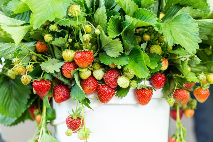 how to grow strawberries in pots, how to grow strawberries