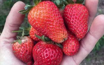 Everything You Need to Know About Growing Strawberries in Pots