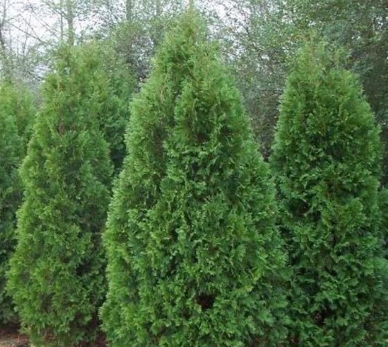 q who to get for shrub tree removal and replanting