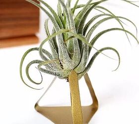 how to care for air plants plus tips on styling them, How to care for air plants