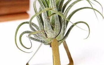 How to Care for Air Plants (Plus Tips on Styling Them!)