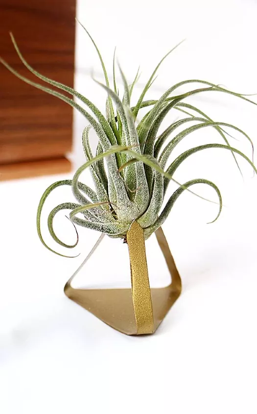 how to care for air plants plus tips on styling them, How to care for air plants