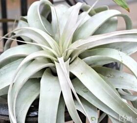 how to care for air plants plus tips on styling them, How to grow air plants