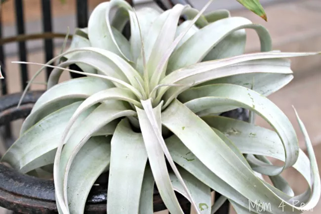 how to care for air plants plus tips on styling them, How to grow air plants