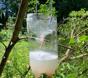 how to get rid of hornets, DIY hornet trap