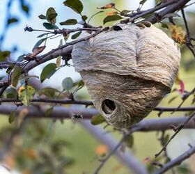 how to get rid of hornets, how to get rid of a hornet nest
