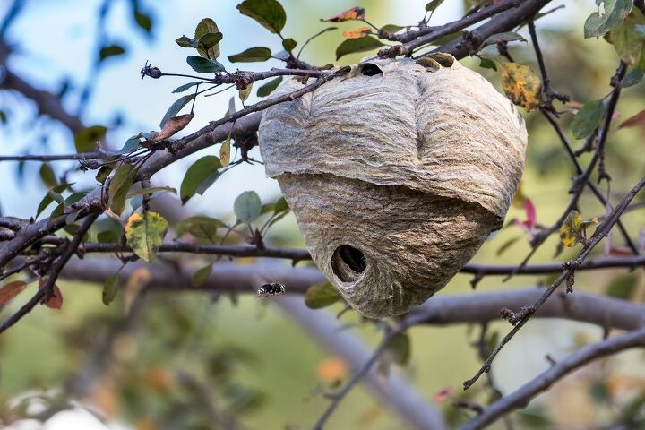 how to get rid of hornets, how to get rid of a hornet nest