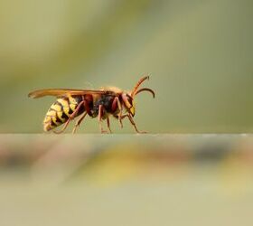 how to get rid of hornets, how to get rid of hornets