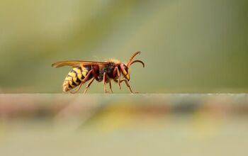  Como se livrar das vespas de uma vez por todas
