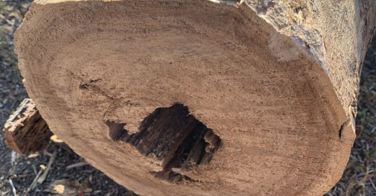 How to Make a Rustic Tree Round Centerpieces For Your Fall Table | Hometalk