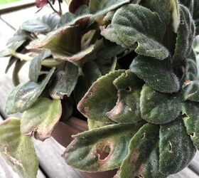 how can i cure my african violets