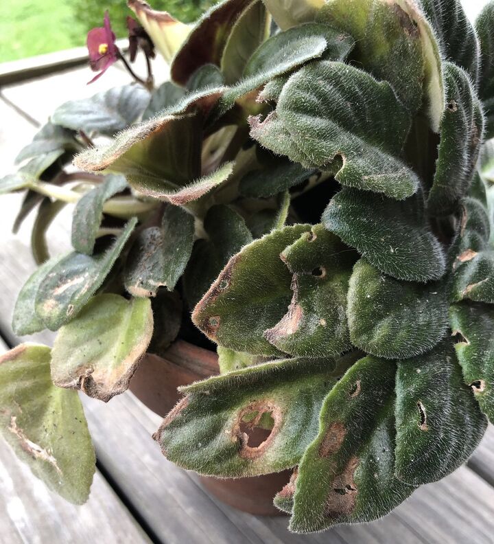 how can i cure my african violets