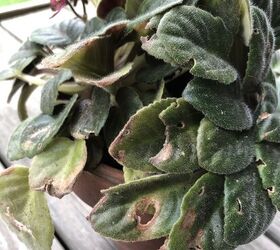 African Violet Leaves Turning Yellow Reasons Why And Fixes
