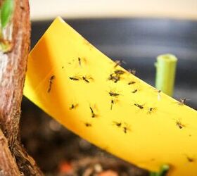 Cómo deshacerse de los mosquitos dentro y fuera de su casa