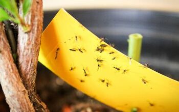How to Get Rid of Gnats Inside and Outside Your Home