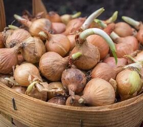 How to Grow Onions Like a Pro Gardener