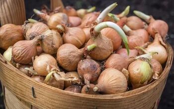 How to Grow Onions Like a Pro Gardener