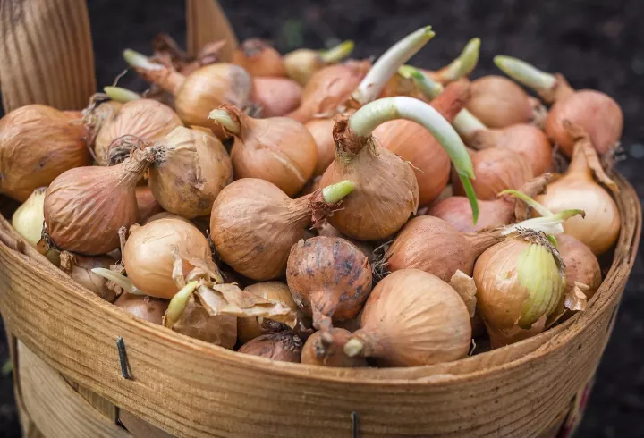 how to grow onions like a pro gardener, Basket full of onions