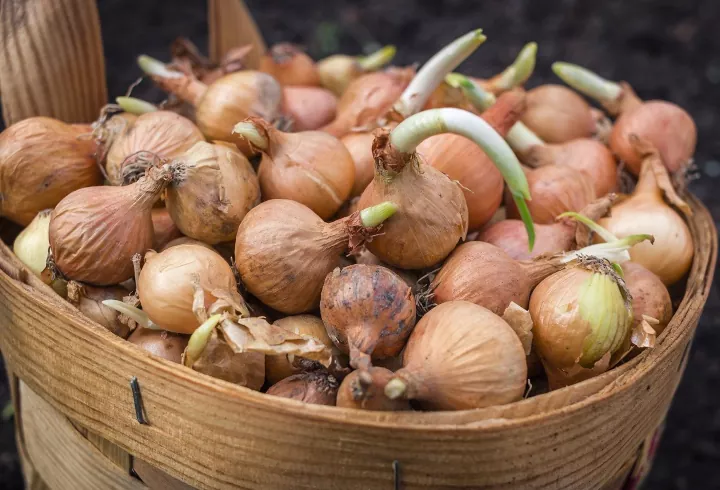 Como cultivar cebolas como um jardineiro profissional