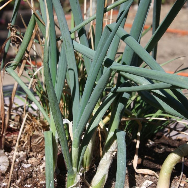 cmo cultivar cebollas como un jardinero profesional, brotes de cebolla verde