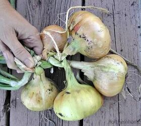 how to grow onions like a pro gardener, Braided onions