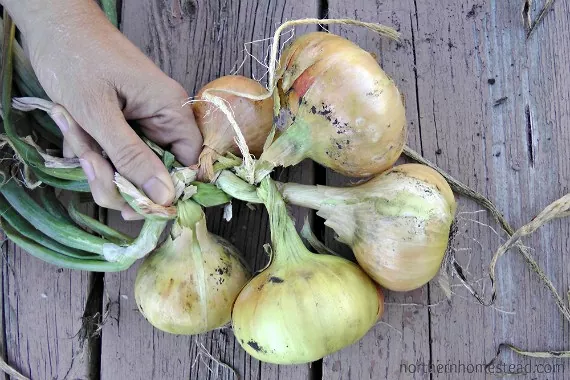 how to grow onions like a pro gardener, Braided onions