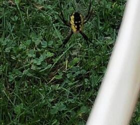 q does anyone what this spider is and it it poisonous