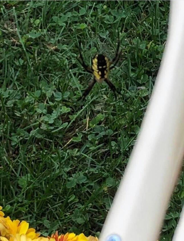 q does anyone what this spider is and it it poisonous